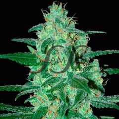 Thunder Bloody Mary Auto, Фасовка: 3